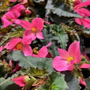BEGONIA BOLIVIENSIS HOT PINK K:12CM x9