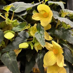 BEGONIA BOLIVIENSIS LEMON K:12CM x9