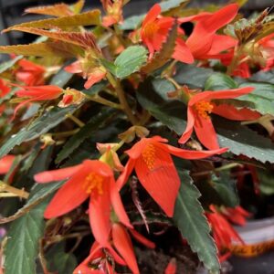 BEGONIA BOLIVIENSIS SALMON K:12CM x9