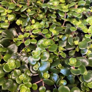 SEDUM TORNADO MINI x12