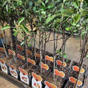 FRUKTTRÄD MALUS MIX TERASS 100-120CM