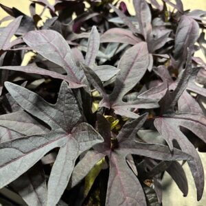 IPOMOEA BATAT BLACK TONE/BLACKIE K:12CM x6