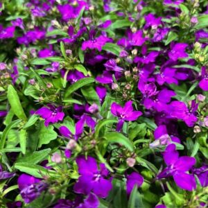 LOBELIA PURPUR FRILLESÅS x8