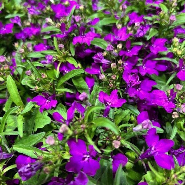 LOBELIA PURPUR FRILLESÅS x8
