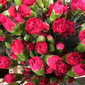 ELEGANCE STANDARD CERISE