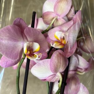 PHALAENOPSIS 4-STJ HONEY PEACH x4