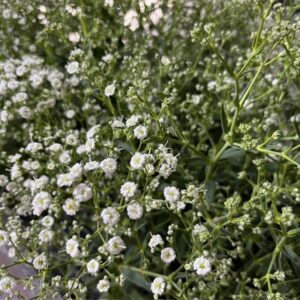 GYPSOPHILA PANICULATA K:12CM x10