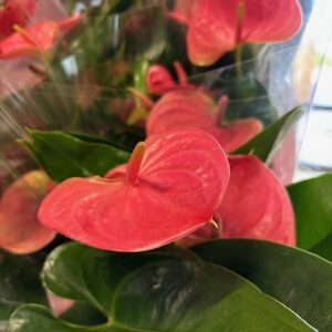 ANTHURIUM ROSA X10