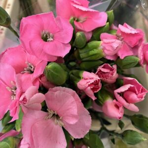 NEJLIKA KVIST SOLEMIO IRIS ROSA