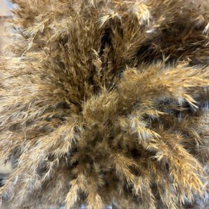 CORTADERIA TORKAD ST