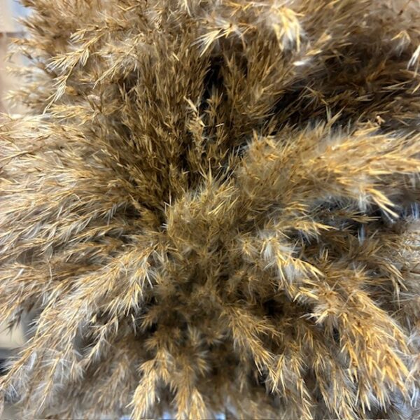 CORTADERIA TORKAD ST