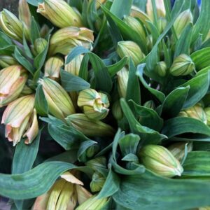 ALSTROMERIA AURORA LJUSORANGE