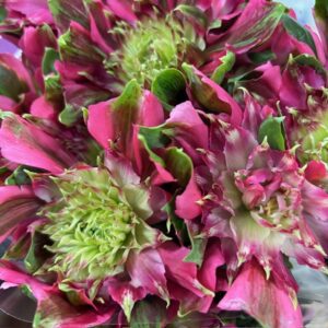 ALSTROMERIA SOFIENA MÖRKROSA DUBBEL NL