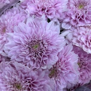 KRYSS BL KALIMBA STORBLOM ROSA