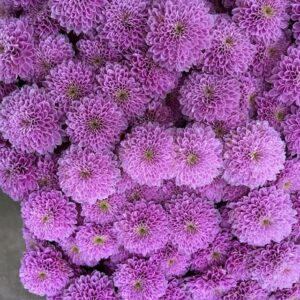 SANTINI MILLER PEARL LAVENDER