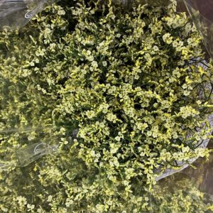 LIMONIUM CHINA LEMON