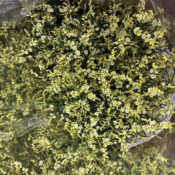 LIMONIUM CHINA LEMON