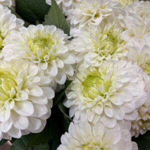 DAHLIA VIT RUND/BOLL