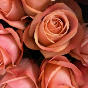 ROS EMOTION APRIKOS/LAX 60CM