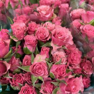 ROS KVIST VINTAGE ROSEVER