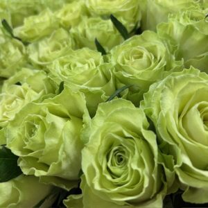 ROS CAMOFLAGUE LIME 50CM