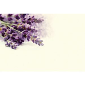 KORT OASIS LAVENDEL 50-P