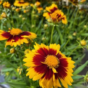 COREOPSIS K:17CM x6