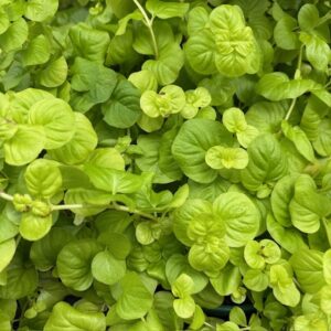 LYSEMACHIA PENNIGBLAD ARVID x8