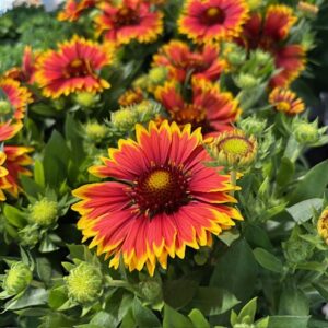 GAILLARDIA ARVID K:14CM x6