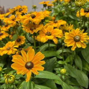 RUDBECKIA x10