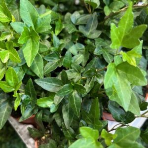 HEDERA PLANT GRÖN K:9CM x12