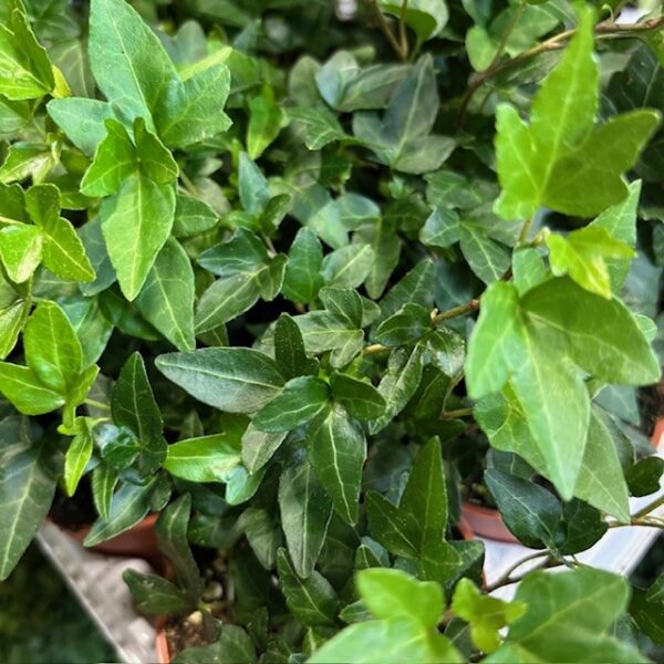 HEDERA PLANT GRÖN K:9CM x12