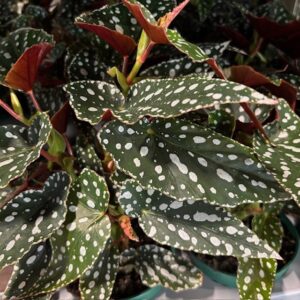 BEGONIA SPOTLIGHT ARVID K:12CM x6