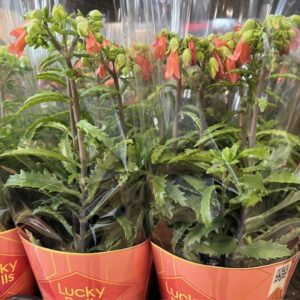 KALANCHOE LUCKY BELLS x6