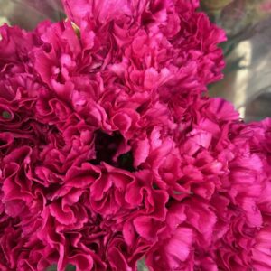 NEJLIKA BERNARDH CERISE