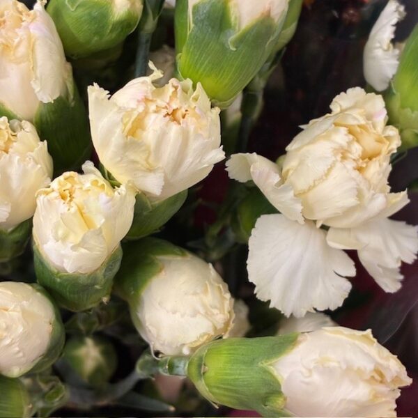 ELEGANCE CREME