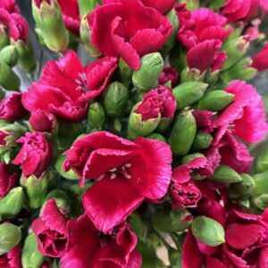 NEJLIKA KVIST SOLOMIO SEM RÖD M ROSA KANT