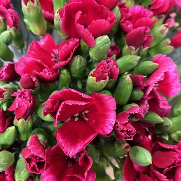 NEJLIKA KVIST SOLOMIO SEM RÖD M ROSA KANT