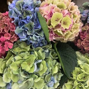 HORTENSIA SNITT MIX I HINK GREEN MIX
