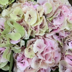 HORTENSIA SNITT ROYAL IMPRESSIVE