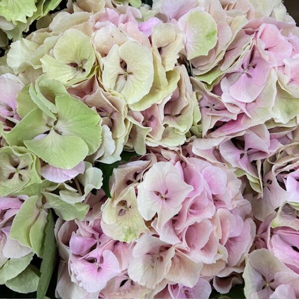 HORTENSIA SNITT ROYAL IMPRESSIVE
