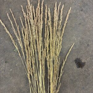 DEKORGRÄS CALAMAGROSTIS BRACHYTRICA