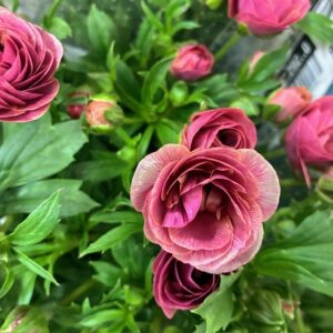 RANUNKEL BUTTERFLY RASPERRY ROSA