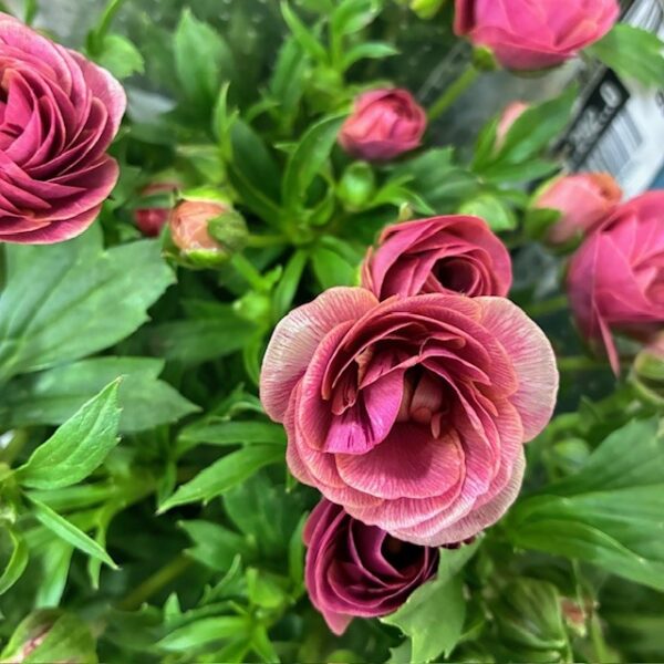 RANUNKEL BUTTERFLY RASPERRY ROSA