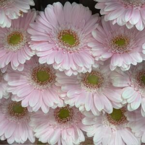 GERMINI CABARET ROSA