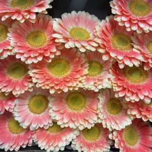GERMINI TOM POUCE CREME/ROSA