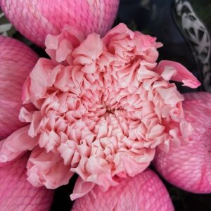KRYSS BL SKYSTAR SOFT PINK