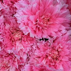 KRYSS BL UNDERCOVER FÄRGAD PASTEL PINK