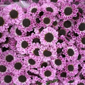 SANTINI PATRESE ROSA