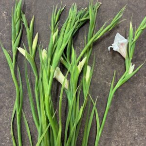 GLADIOLUS GLAMINI VIT